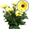 Afbeelding van Osteospermum P12 geel